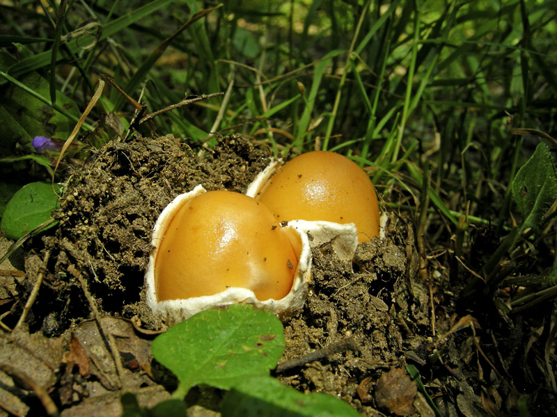 Uova sode o Amanitopsis?